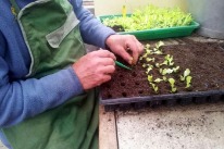 Klient am Salat setzen als gemeinnützige Arbeit im Vollzugszentrum Klosterfiechten